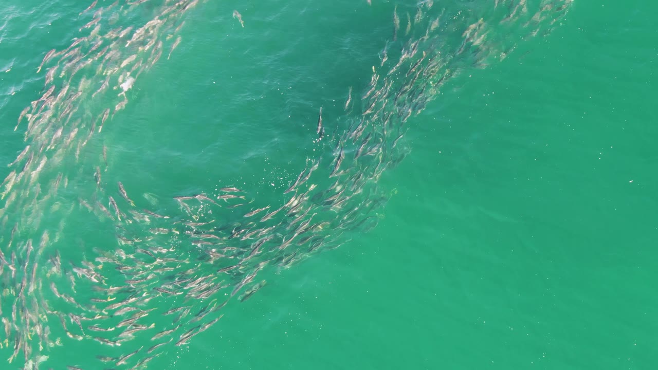 Overhead view at Buzzards Beach, Baja California Sur, with the fish school arcing into a rounded spiral near the upper part of the frame and open turquoise water below, no visible people.