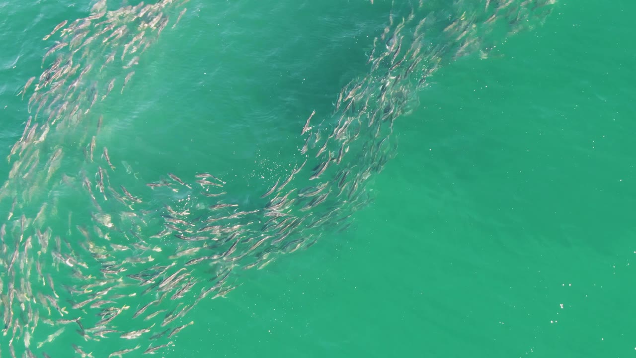 Buzzards Beach overhead frame showing the school stretched into a longer curved band across clear turquoise water, with soft wave shadows and no visible people.