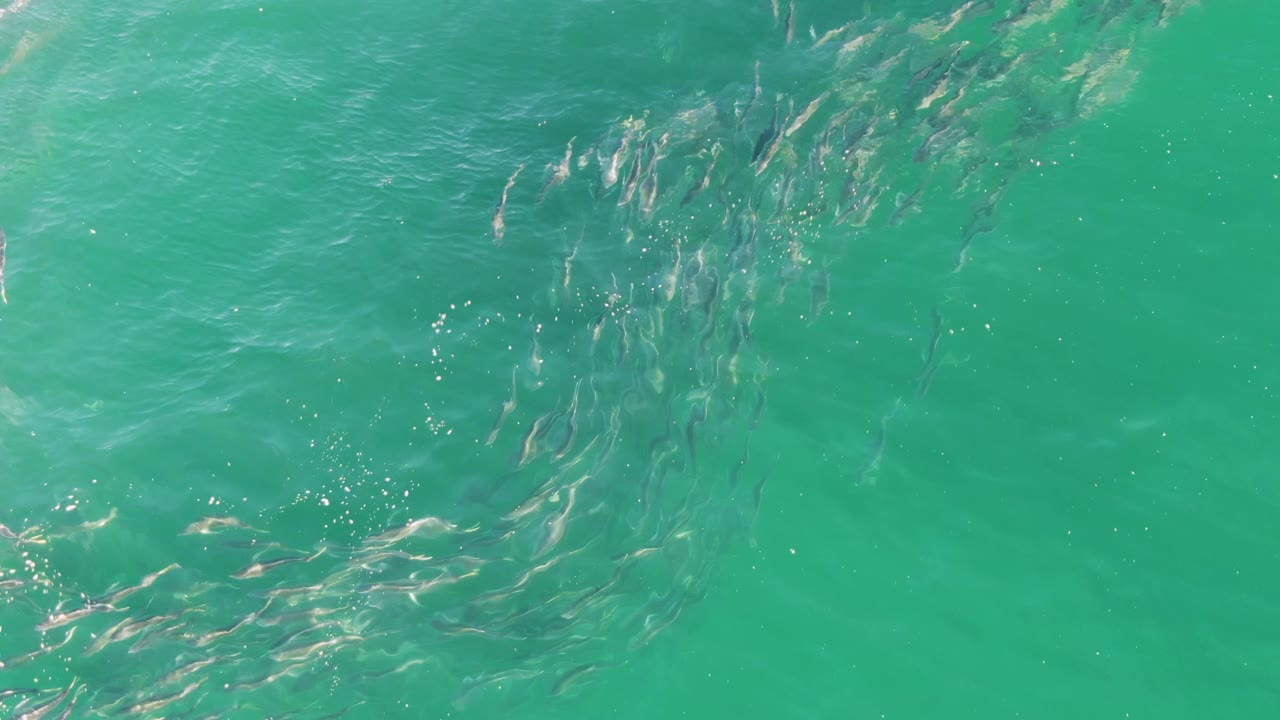 At Buzzards Beach in Baja California Sur, a school of small fish is visible under clear turquoise water near the upper left portion of the frame, with no visible people.