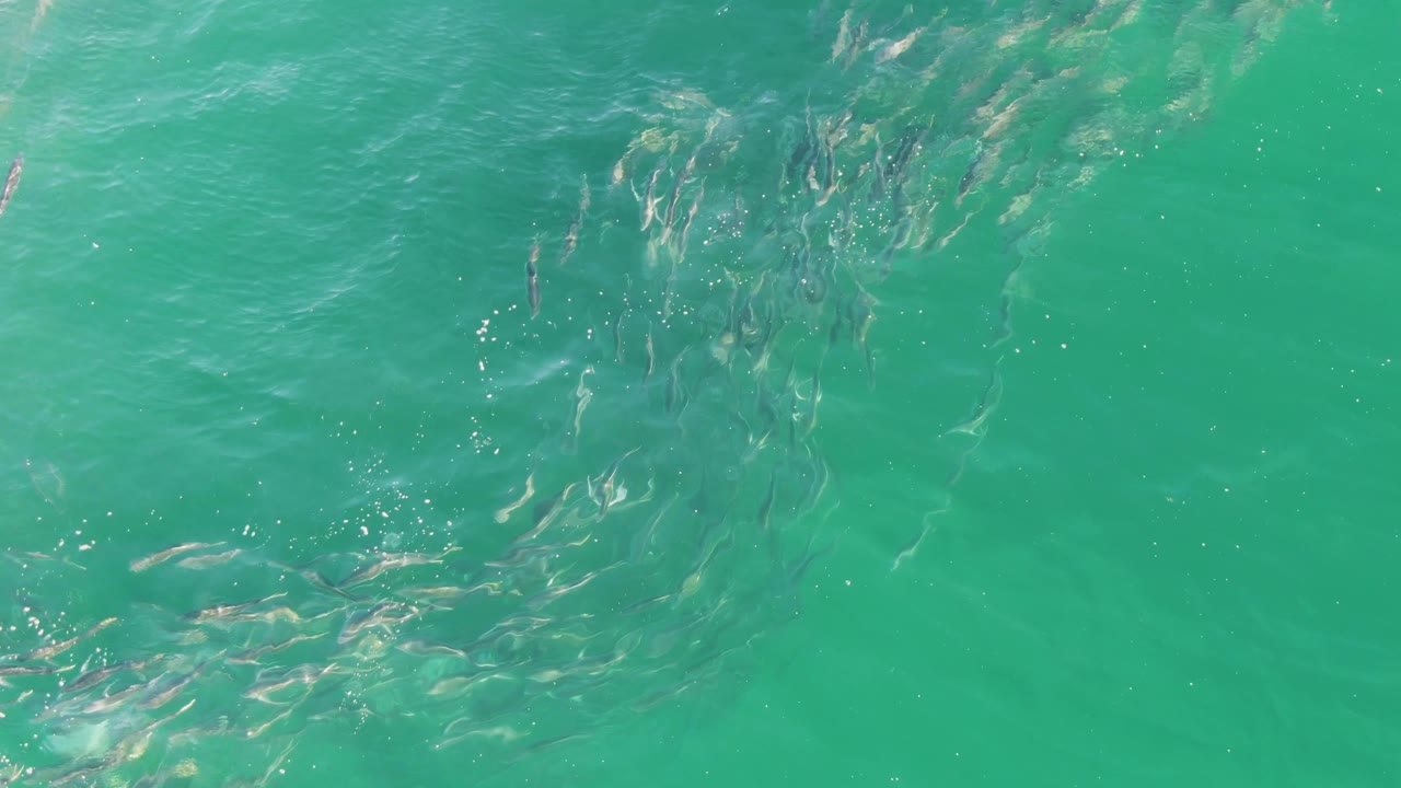At Buzzards Beach in Baja California Sur, the fish school appears more centered beneath green-blue water and broken highlights, with no visible people.