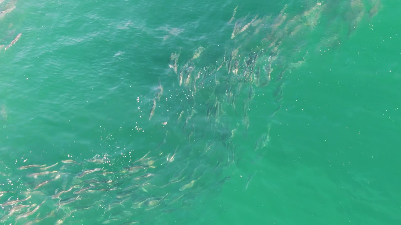 At Buzzards Beach in Baja California Sur, small fish form a loose group beneath turquoise water with brighter white ripple streaks near the lower center, with no visible people.