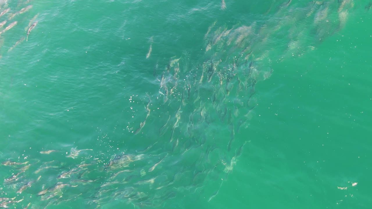 Fish school near rippled turquoise water with pale seabed visible.