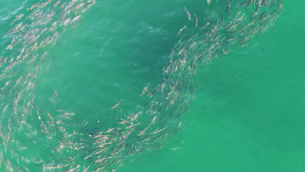 Small fish swirl beneath turquoise ocean water.