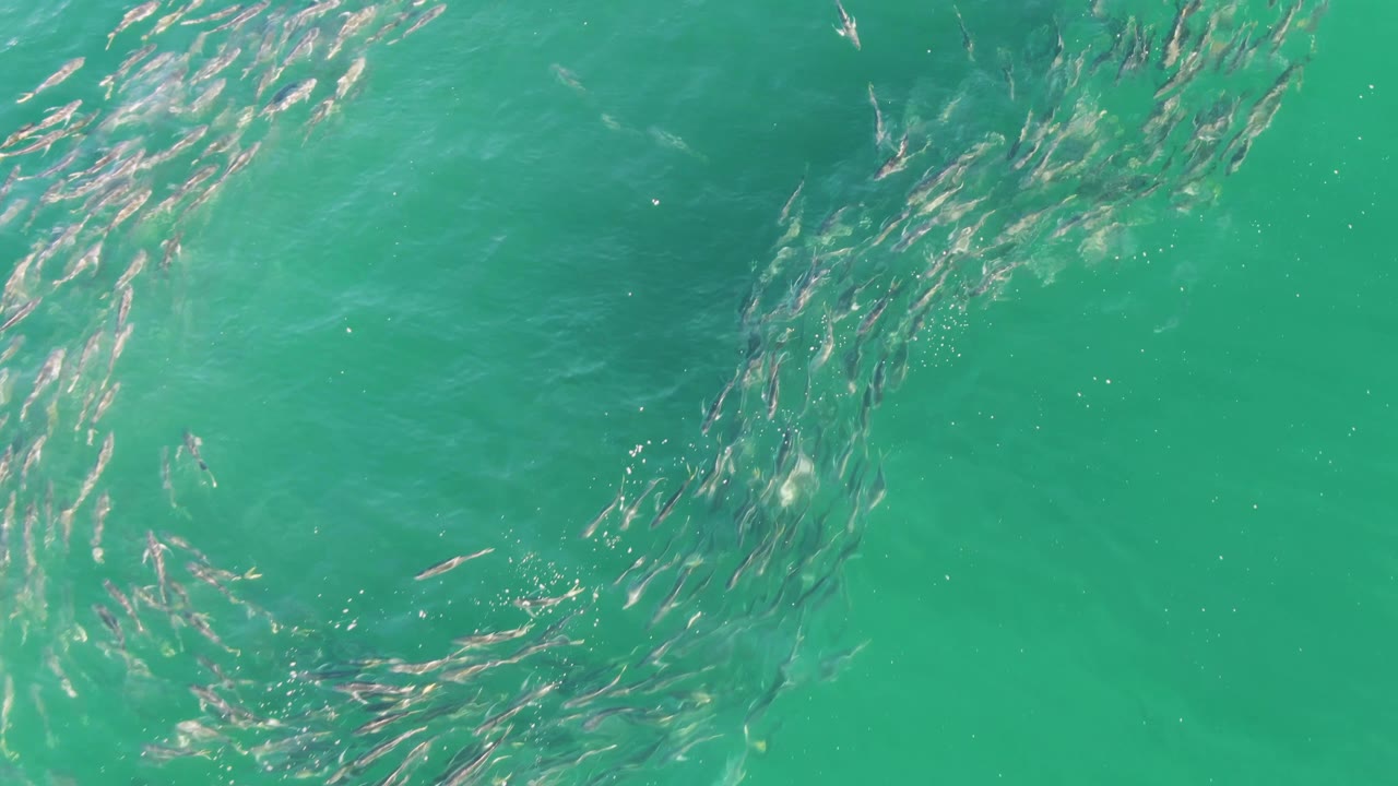 Aerial frame from Buzzards Beach, Baja California Sur, with fish gathered into a more open circular swirl under clear green-blue water and no visible people.