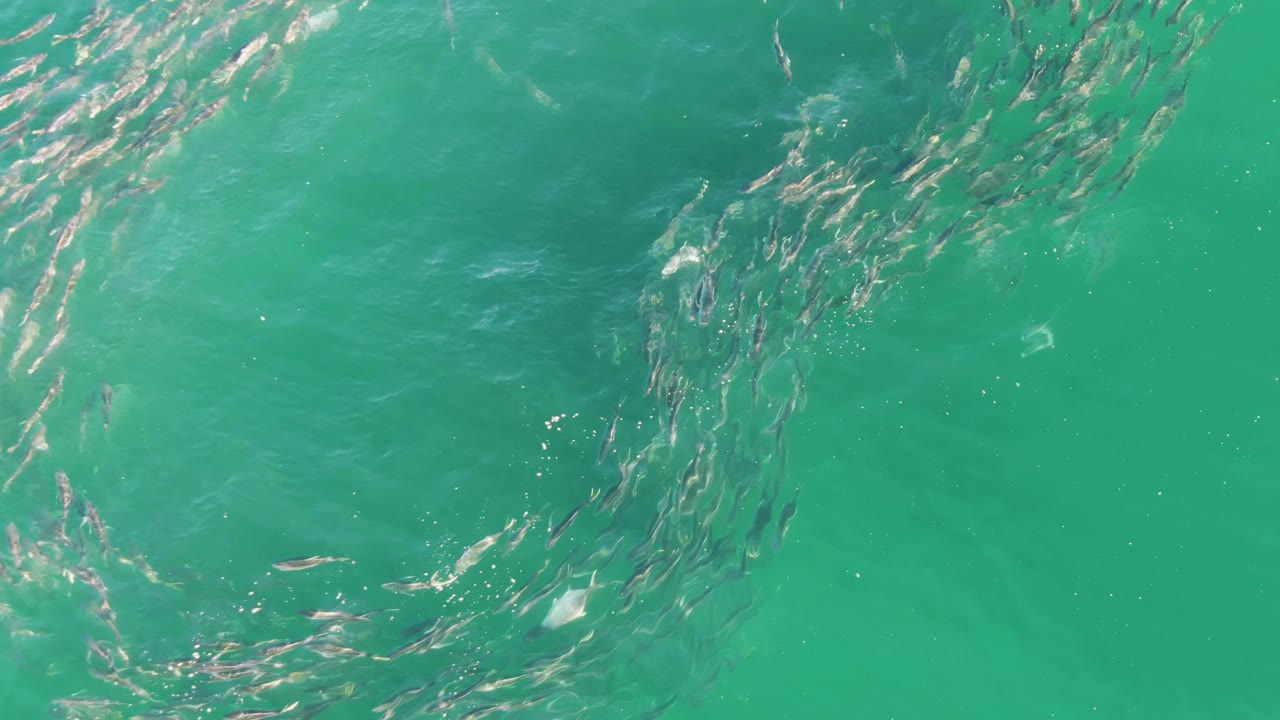 At Buzzards Beach, Baja California Sur, the school shifts toward the upper right of the overhead frame, leaving open turquoise water below and no visible people.