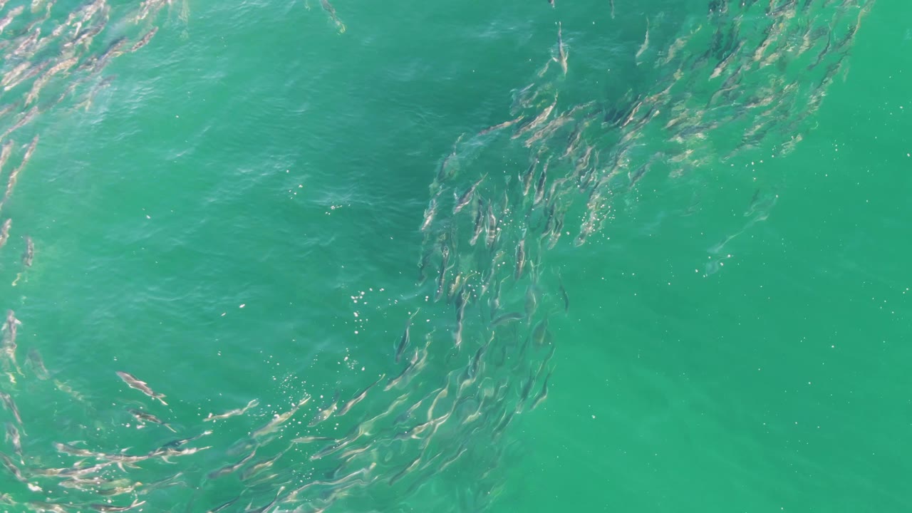 Overhead Buzzards Beach frame showing small fish sweeping diagonally through green-blue ocean water, with faint surface bubbles and no visible people.