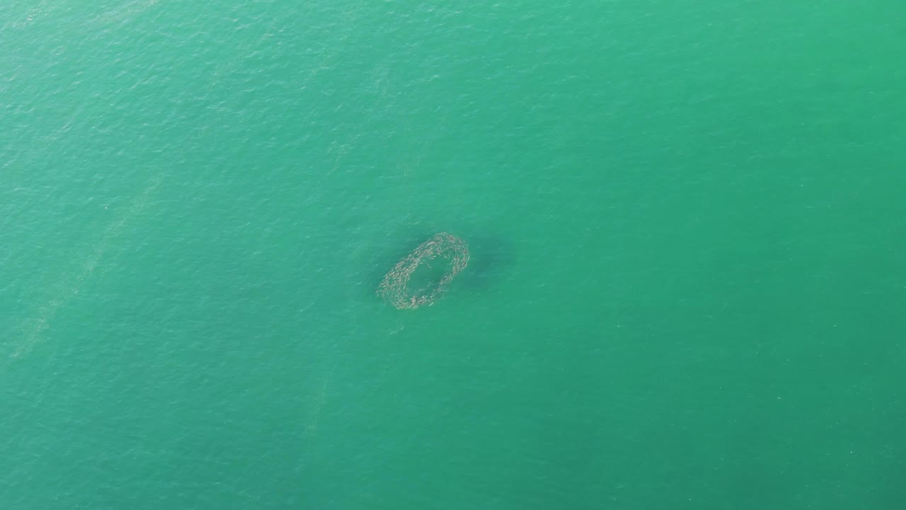 Overhead view of turquoise water at Buzzards Beach, Baja California Sur, with a submerged ring-shaped formation left of center and no visible people.