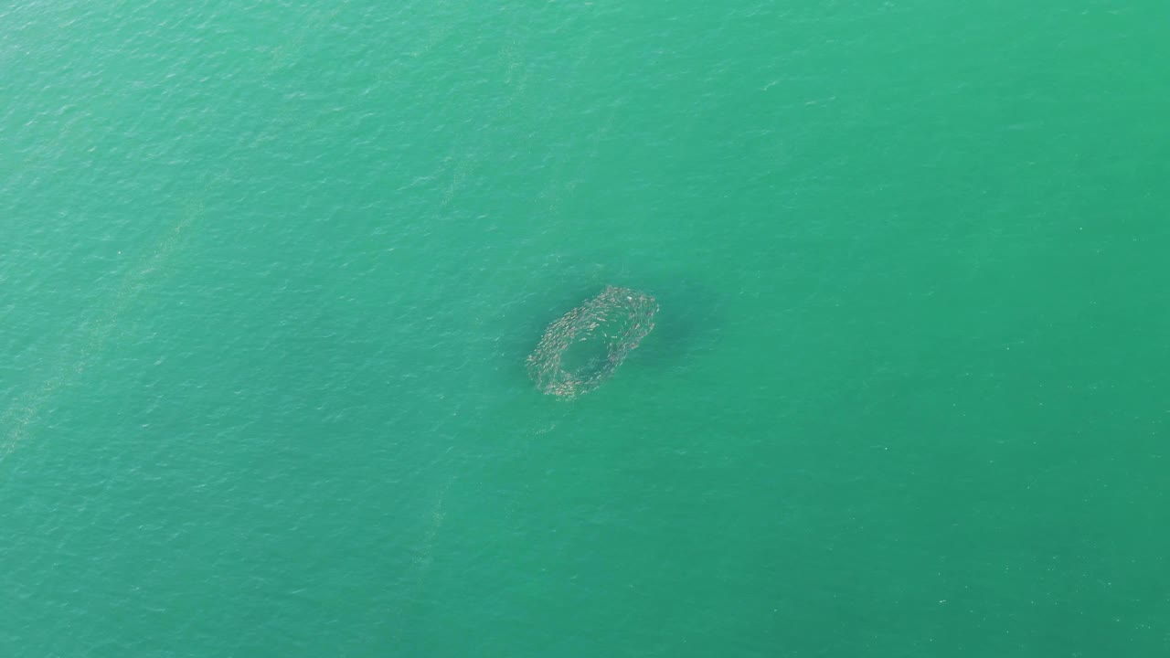 Circular aquaculture net floating near the left side of turquoise water at Buzzards Beach, Baja California Sur, with no visible people.