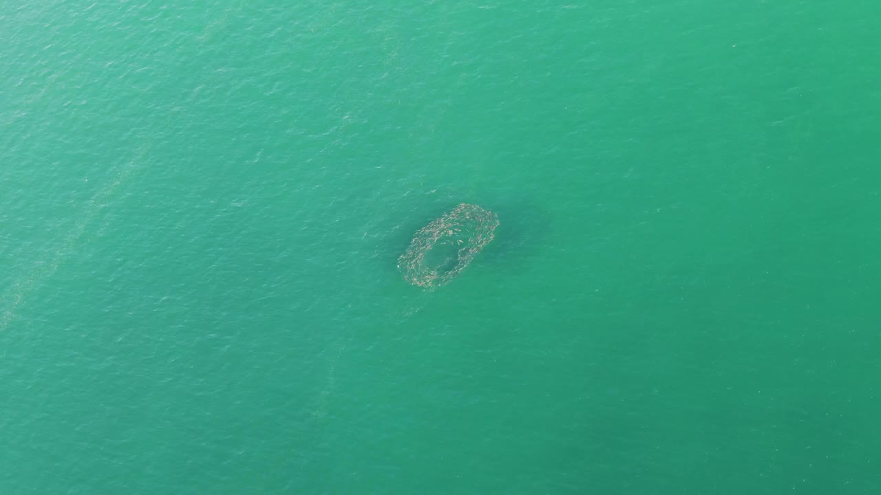 Circular aquaculture net sits slightly left of center in rippled turquoise water at Buzzards Beach, Baja California Sur, with no visible people.