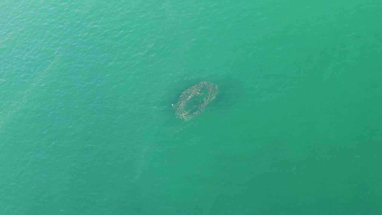 Circular aquaculture net drifting over turquoise water.