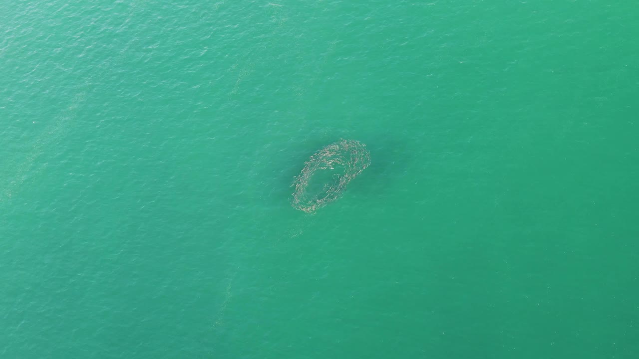 Overhead view of a floating circular net in turquoise water at Buzzards Beach, Baja California Sur, with no visible people.