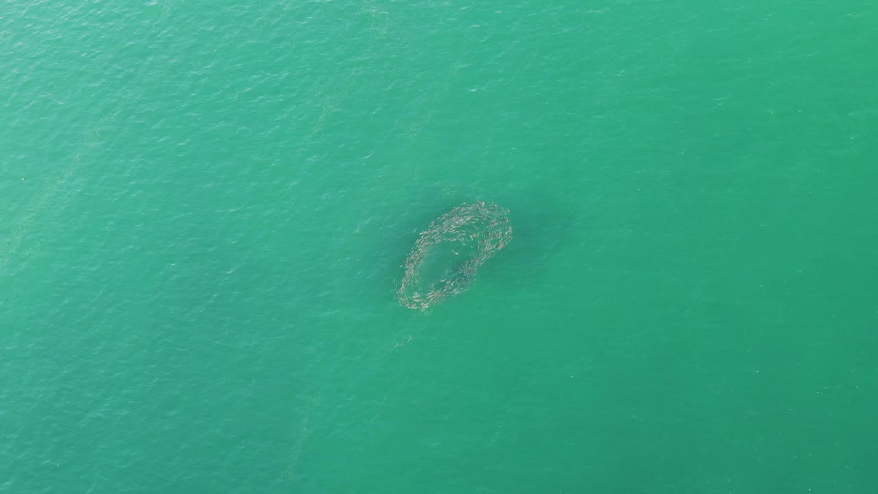 An overhead frame shows the circular floating net offset in open turquoise ocean water at Buzzards Beach, Baja California Sur, with no visible people.