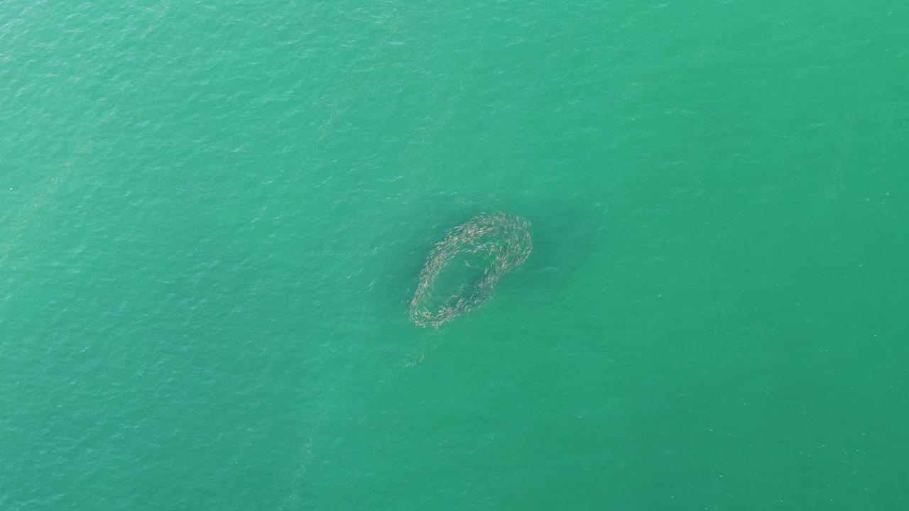 The circular net appears lower in the overhead composition, surrounded by lightly rippled turquoise water at Buzzards Beach, with no visible people.