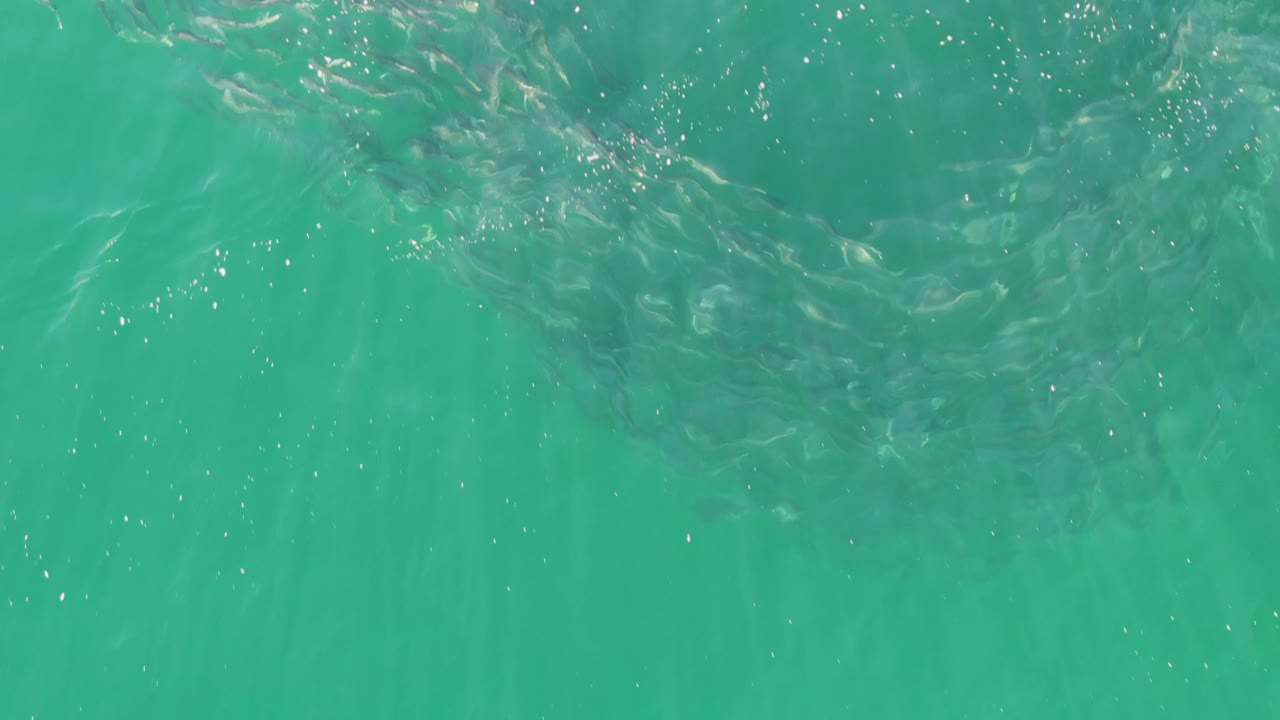 A denser cluster of small fish sits just below the rippled turquoise surface at Buzzards Beach, Baja California Sur, with no visible people.