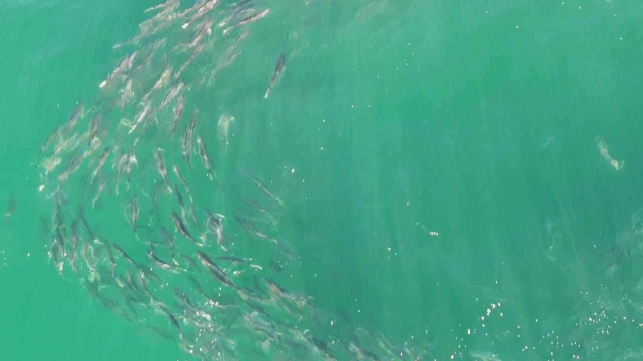 Small fish school curving through turquoise water