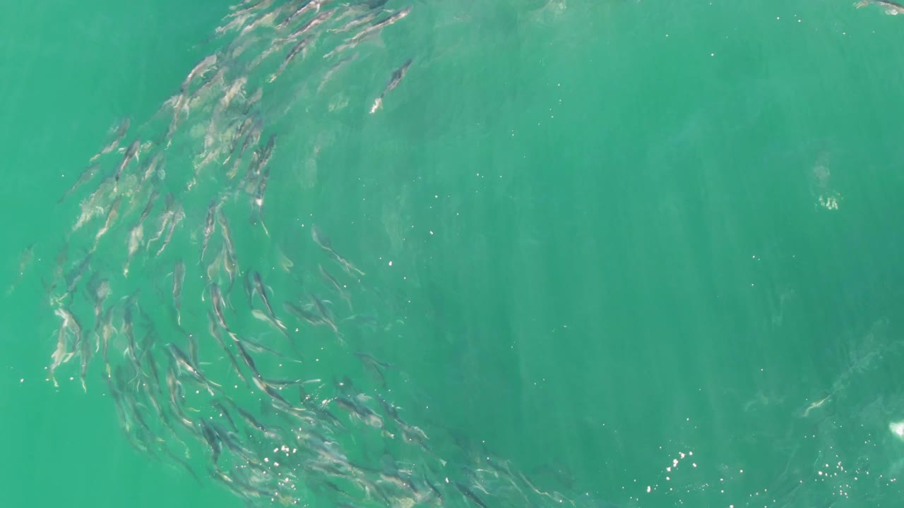 At Buzzards Beach in Baja California Sur, the fish school tightens into a denser curved band near the top center of clear turquoise water with no visible people.