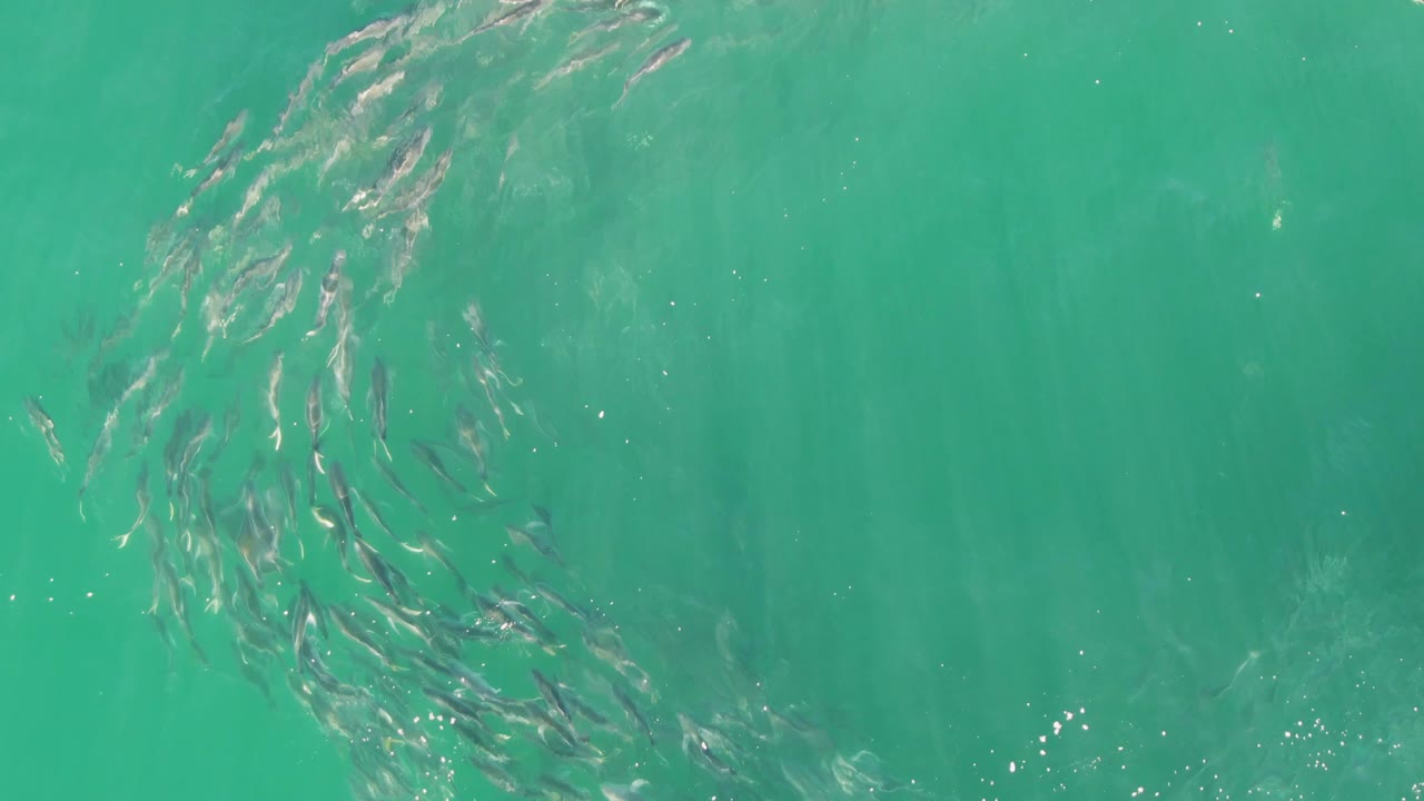 At Buzzards Beach in Baja California Sur, small fish arc across the upper right of the frame above calm turquoise water, with faint pale shapes below the surface and no visible people.