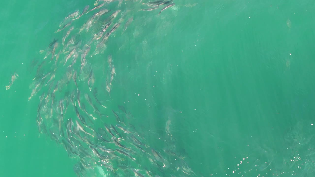 At Buzzards Beach in Baja California Sur, the fish school sweeps down the left side of the frame while clear turquoise water fills the rest of the view with no visible people.