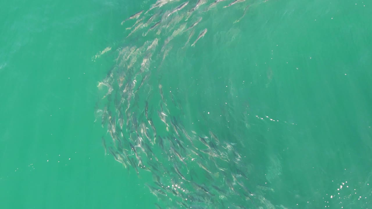 Small fish schooling in turquoise water