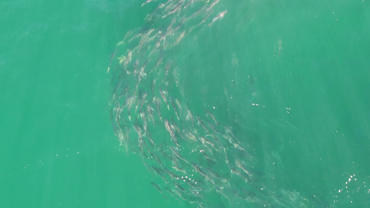 Small fish bend into a denser arc below clear turquoise water at Buzzards Beach, Baja California Sur, with scattered surface highlights and no visible people.