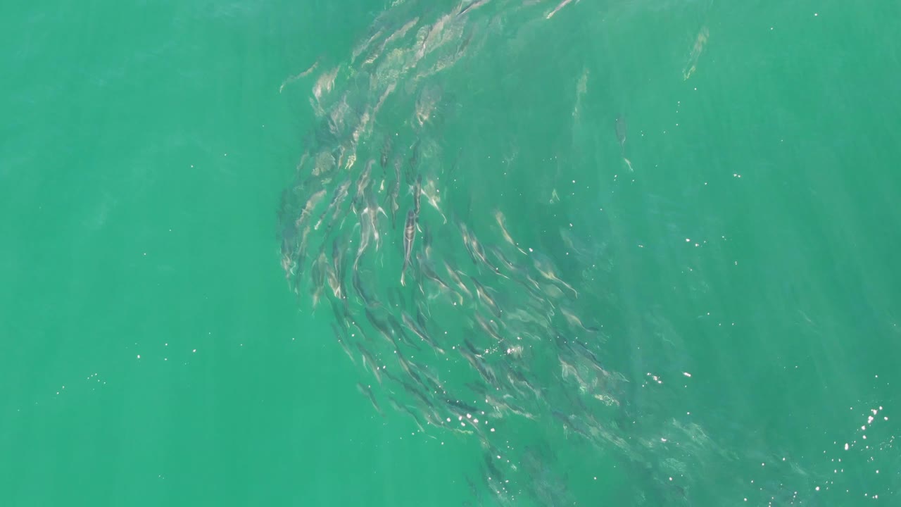 A rounded formation of small fish sits near the upper frame in green-blue water at Buzzards Beach, Baja California Sur, with faint ripples and no visible people.