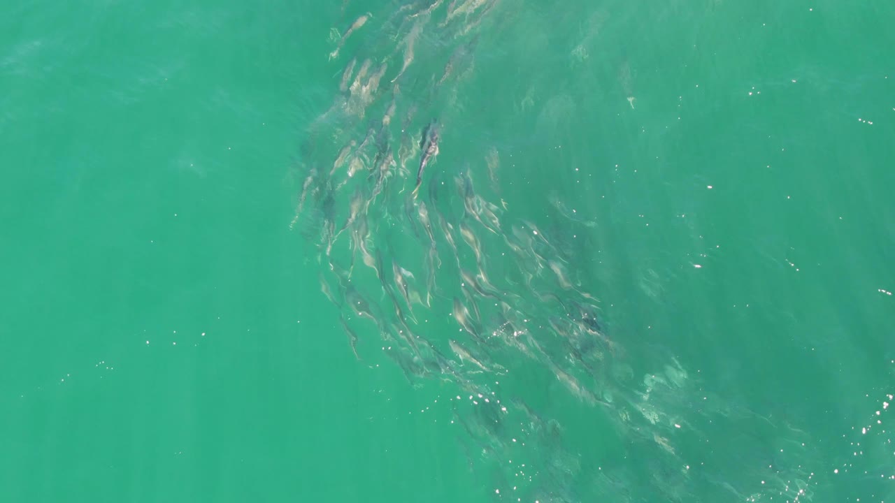 The fish school appears lower in the overhead frame at Buzzards Beach, Baja California Sur, with pale underwater tones, small highlights, and no visible people.
