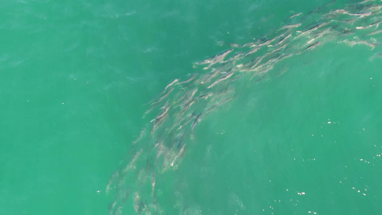 A school of fish curves through turquoise water at Buzzards Beach, Baja California Sur, with ripples above and no visible people.