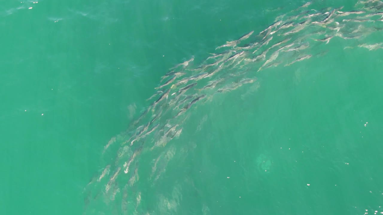 A stretched fish school angles across the upper-right part of the Buzzards Beach frame, with open turquoise water around it and no visible people.