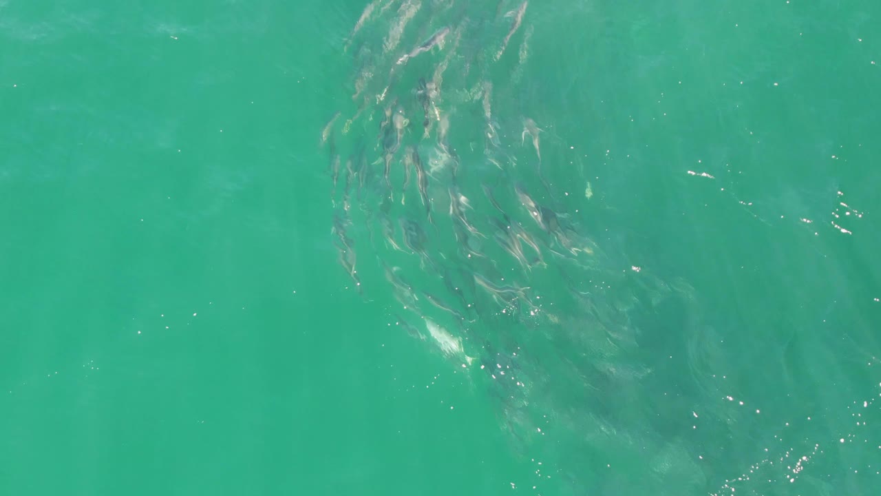 School of small fish under turquoise water near the upper left