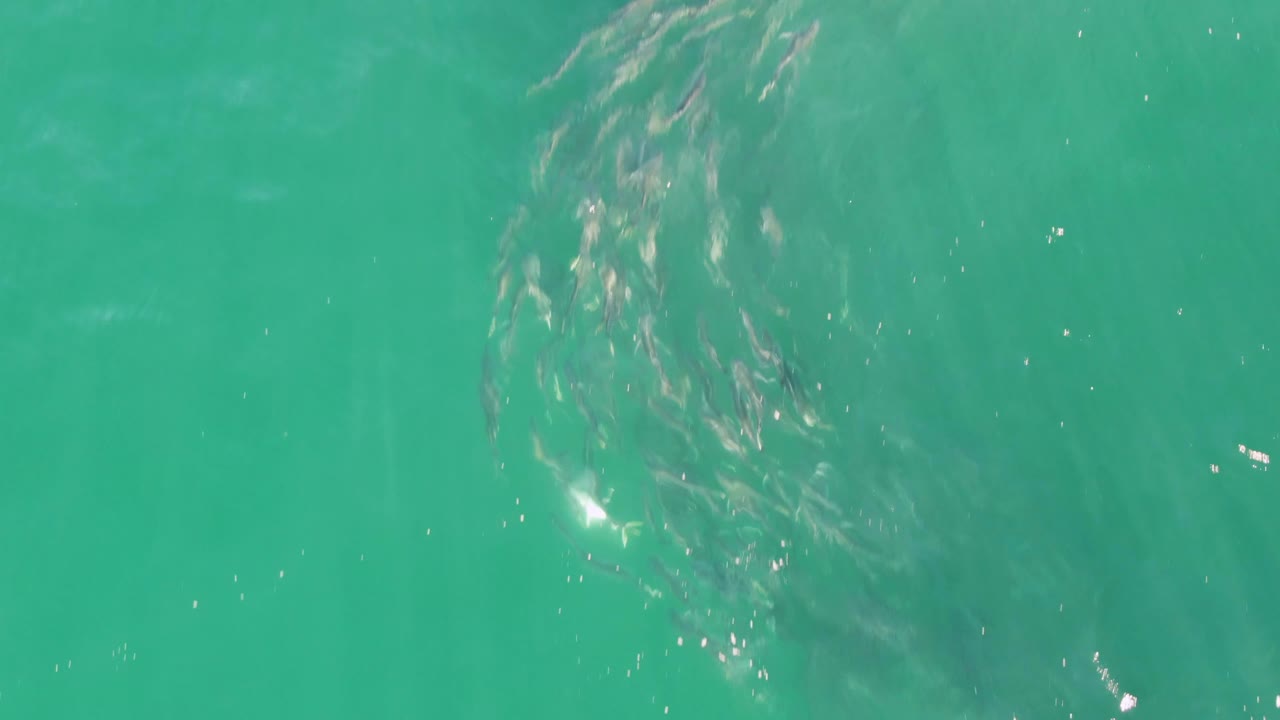 The fish school sits closer to the center of the turquoise water at Buzzards Beach, Baja California Sur, with bright flecks of reflected light and no visible people.