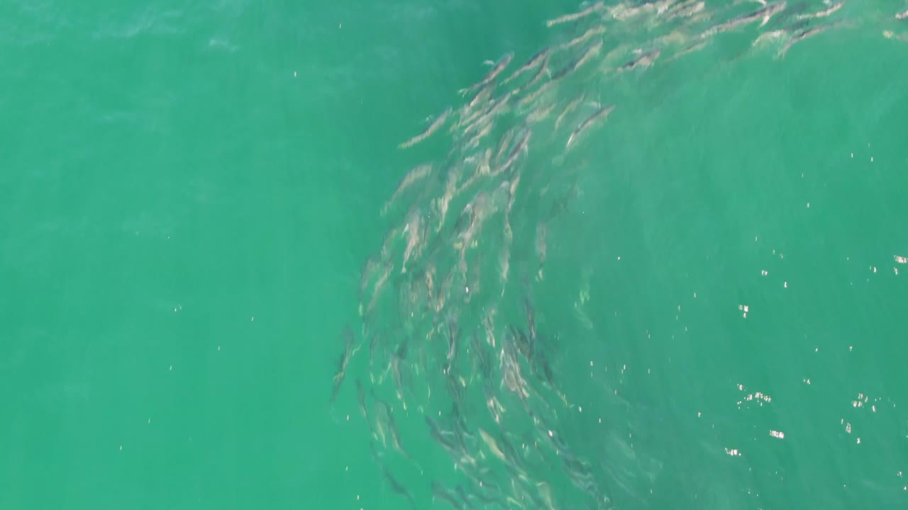 A tighter ribbon of small fish appears near the upper right of the frame in clear turquoise water at Buzzards Beach, Baja California Sur, with no visible people.