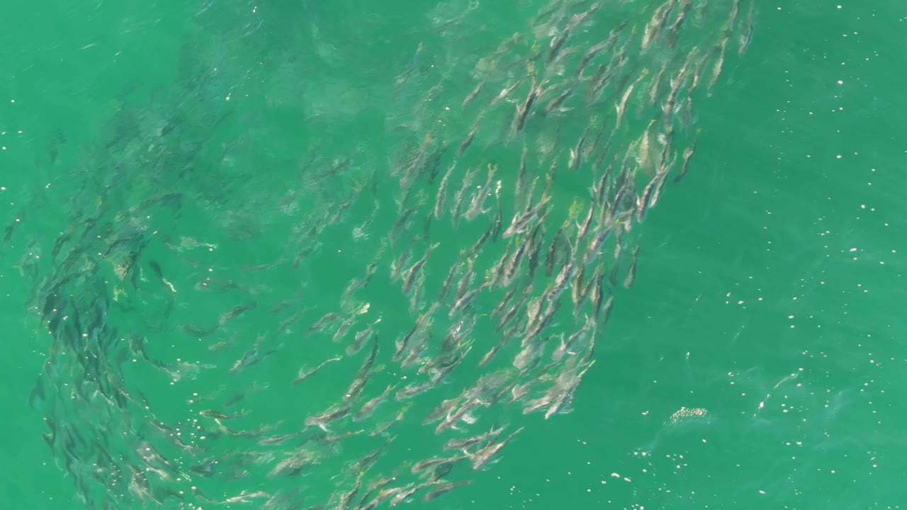 At Buzzards Beach in Baja California Sur, small fish gather beneath clear turquoise water while ripples cross the surface, with no visible people.