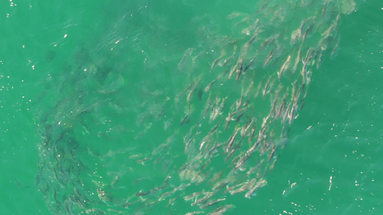 Fish school stretching diagonally under green-turquoise water.