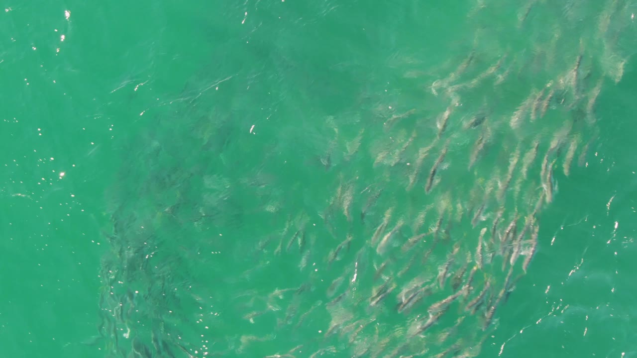 Small fish appear in a tighter cluster under rippled turquoise water at Buzzards Beach in Baja California Sur, with scattered light reflections and no visible people.