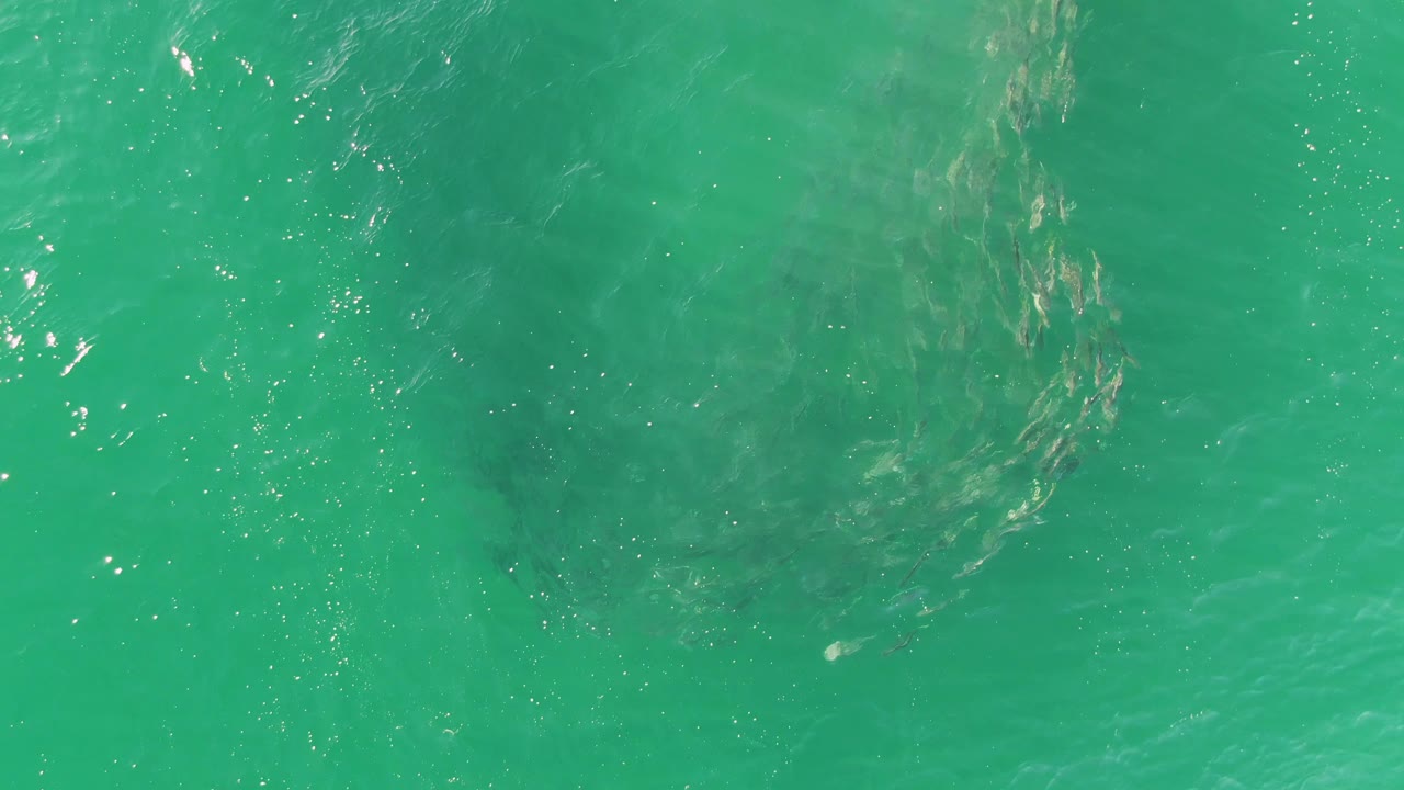 Turquoise water with a dark fish school below the rippled surface