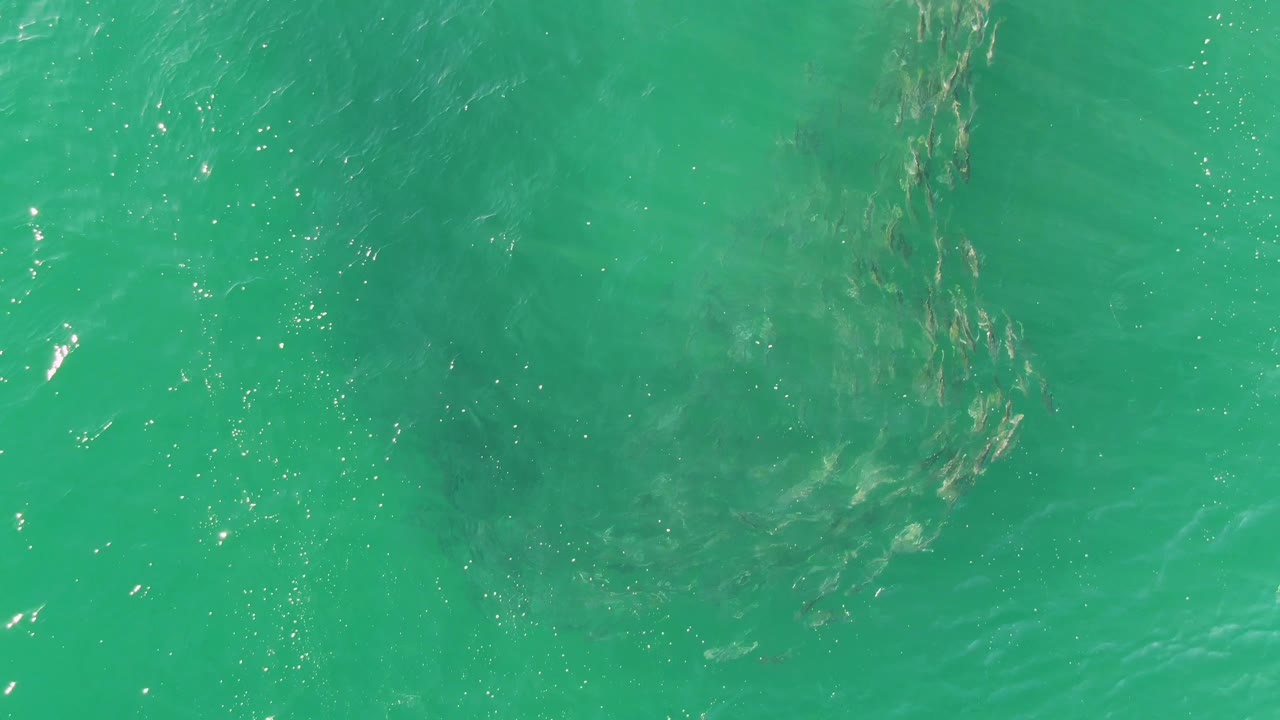 A fish school sits lower in the turquoise water at Buzzards Beach, with brighter reflection specks near the left side and no visible people.