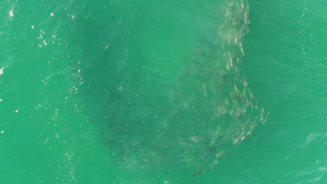 The fish formation appears near the center of the Buzzards Beach frame, softened by turquoise water, ripples, and scattered sun glints, with no visible people.