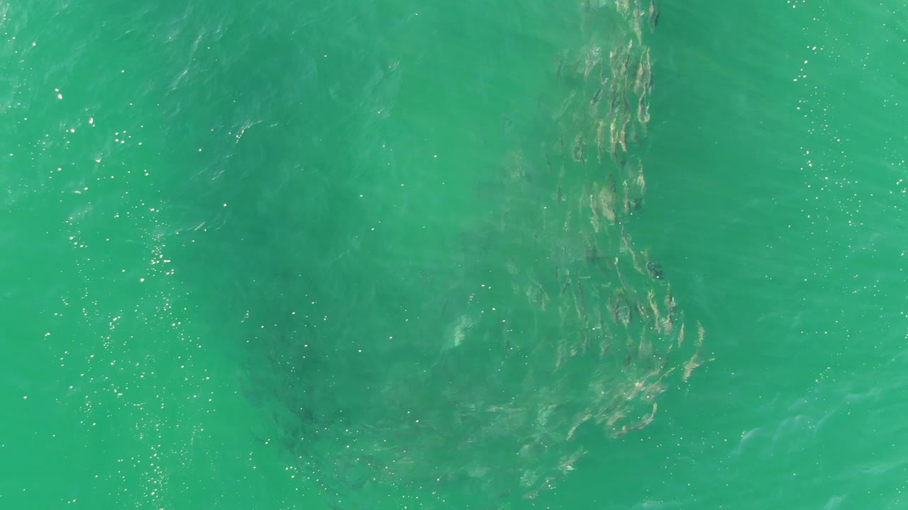 At Buzzards Beach, the fish school appears toward the left side under rippled turquoise water, with a vertical band of lighter surface streaks and no visible people.