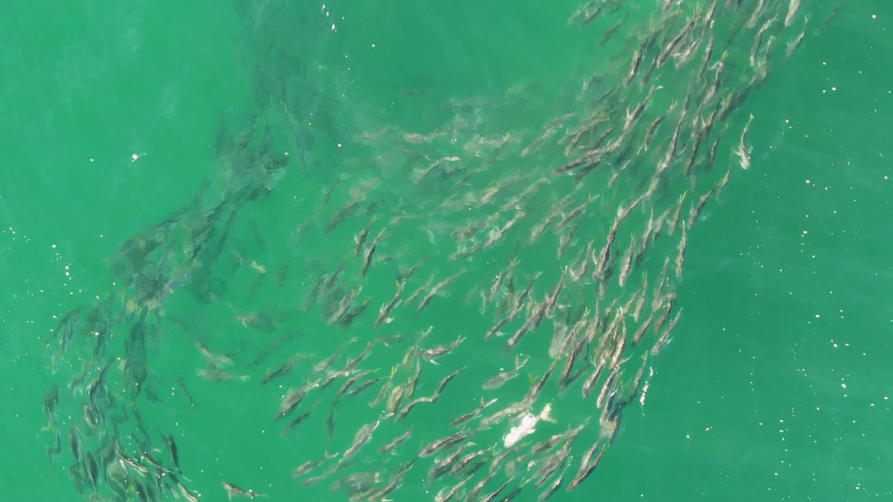 Overhead view of a fish school forming curved bands beneath turquoise water at Buzzards Beach, Baja California Sur, with no visible people.