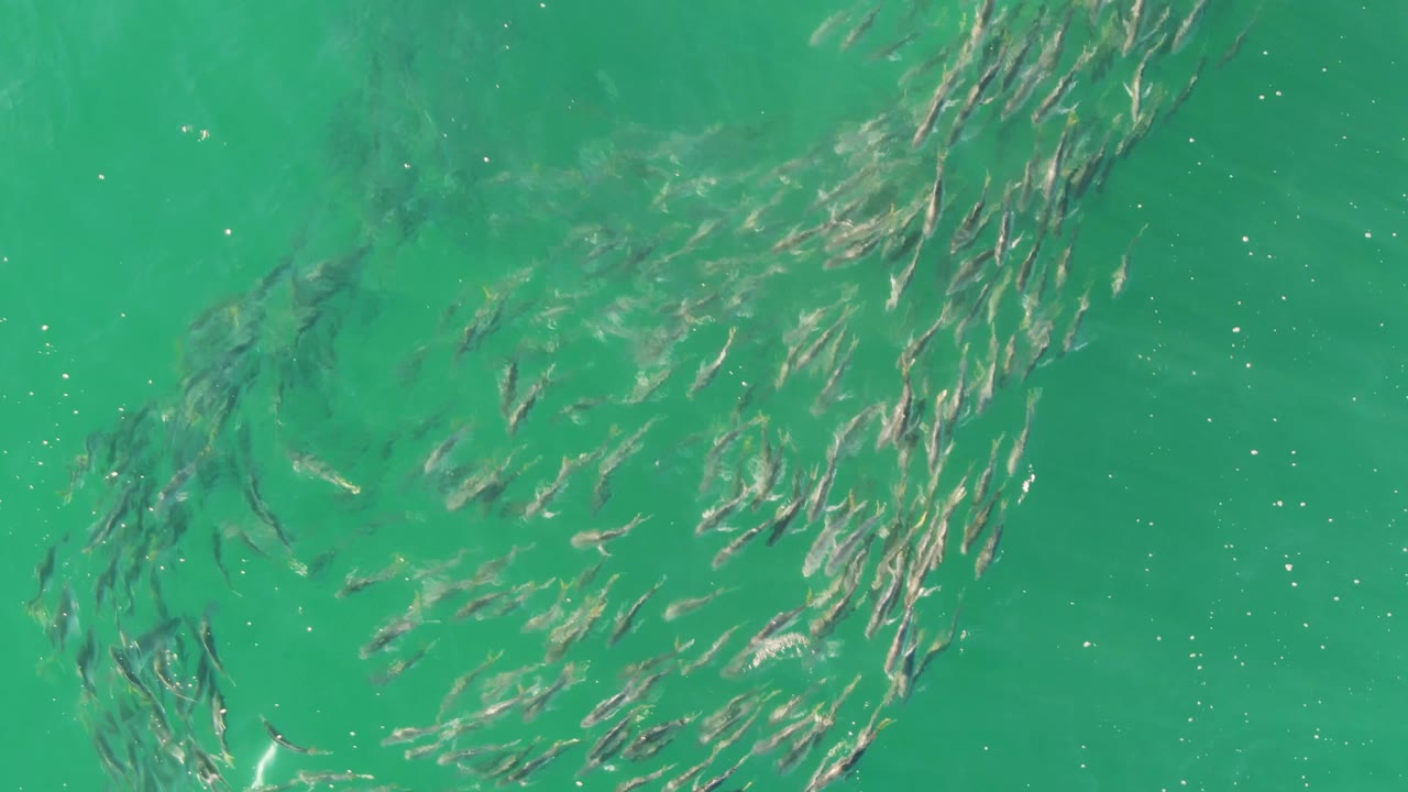 Aerial frame of many small fish spread in diagonal clusters through clear green-turquoise water at Buzzards Beach, with no visible people.