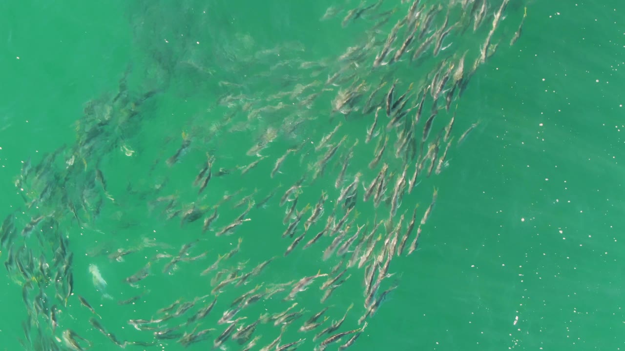 Fish gather in a loose circular shoal under bright turquoise ocean water in Baja California Sur, with scattered white surface specks and no visible people.