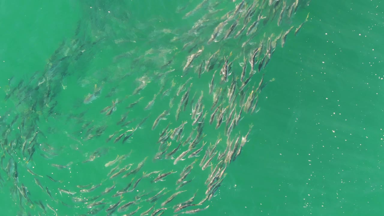 Fish school clustered under green-turquoise water