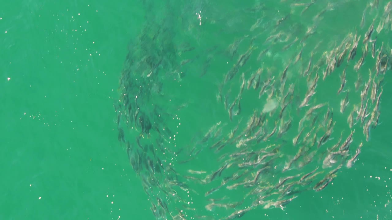 Aerial view at Buzzards Beach, Baja California Sur, of small fish beginning a circular school in clear turquoise water with no visible people.