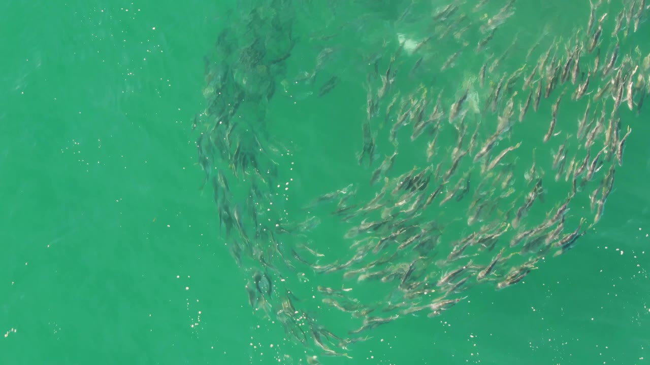 Dense fish school curving through clear green-blue water
