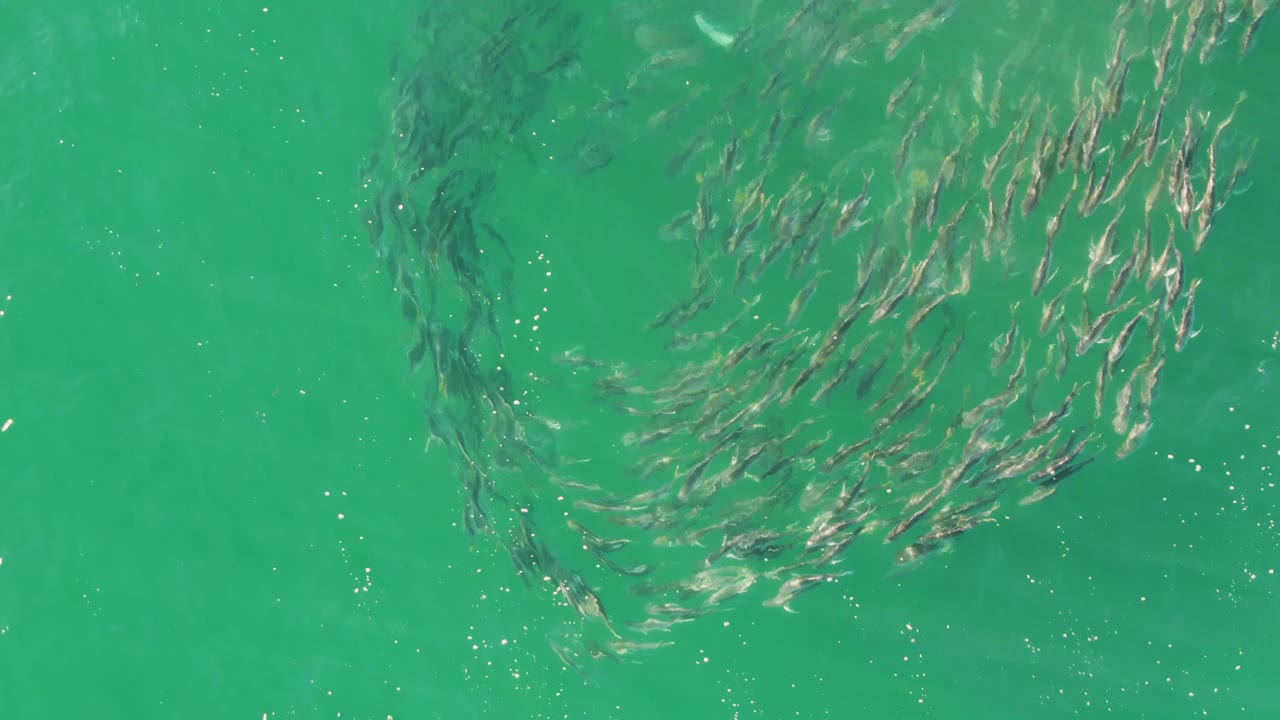 Small fish form a near-ring pattern beneath the surface at Buzzards Beach, surrounded by clear turquoise water and no visible people.