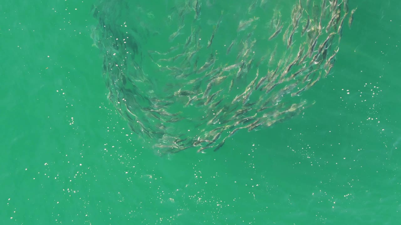 Small fish school circling under clear green water.