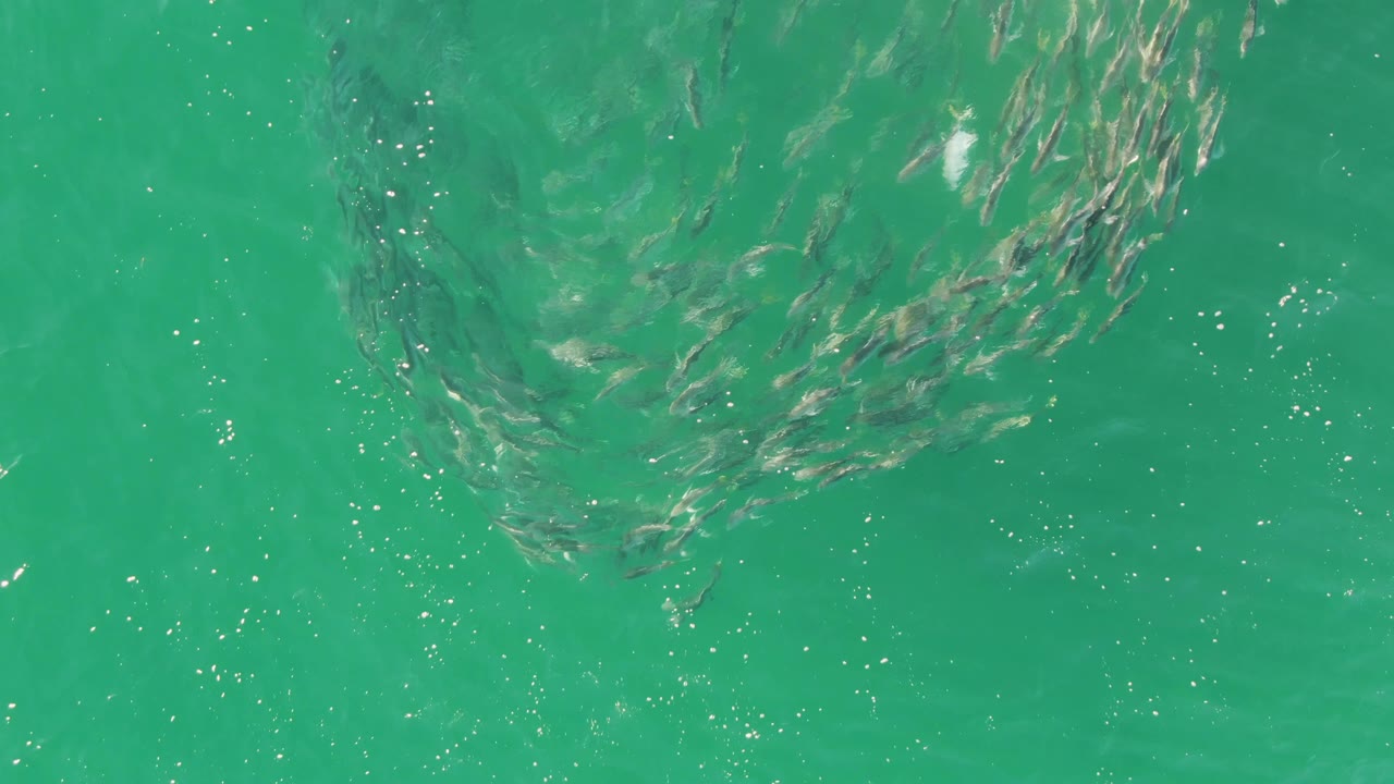 The fish school appears more centered under rippled turquoise water at Buzzards Beach, with bright surface highlights and no visible people or objects.