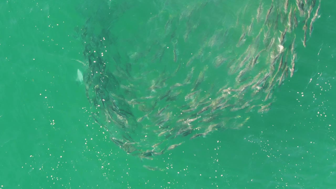 A compact cluster of small fish sits below the transparent green-blue surface at Buzzards Beach, with scattered sparkle from the ripples and no visible people.