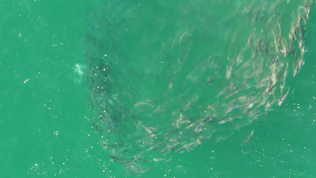 The school arcs along the left side of the overhead frame in clear green ocean water at Buzzards Beach, with a faint pale patch and no visible people.