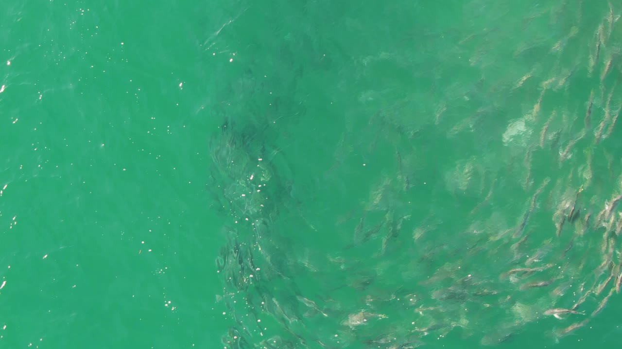 Small fish school beneath turquoise water with surface ripples.